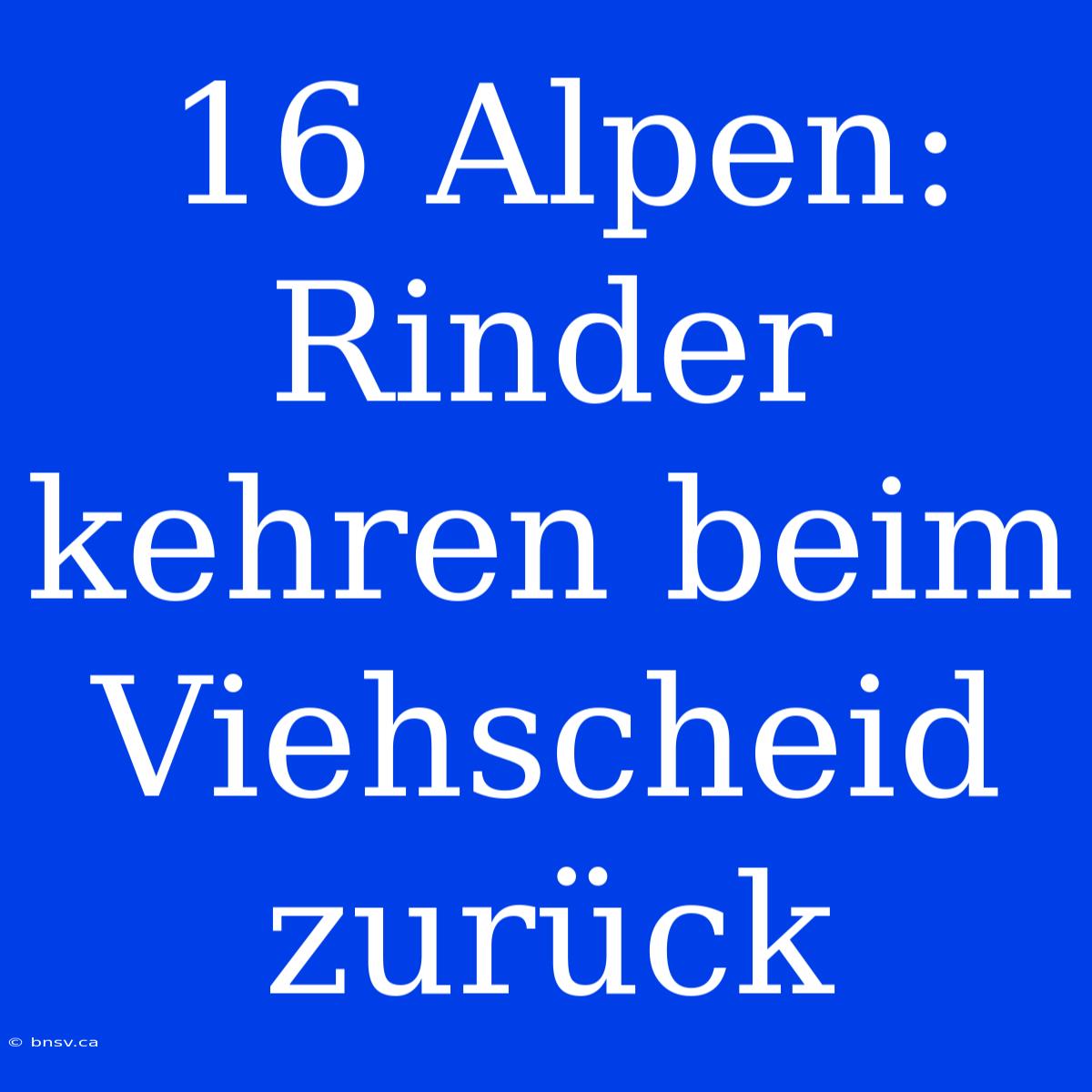 16 Alpen: Rinder Kehren Beim Viehscheid Zurück