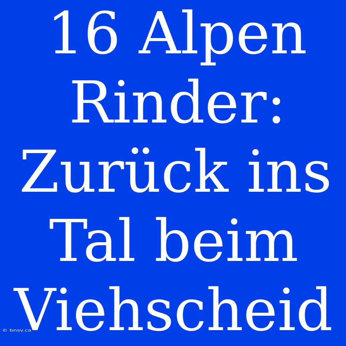 16 Alpen Rinder: Zurück Ins Tal Beim Viehscheid