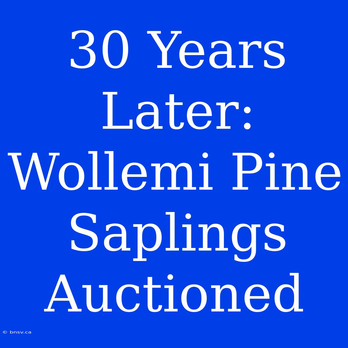 30 Years Later: Wollemi Pine Saplings Auctioned