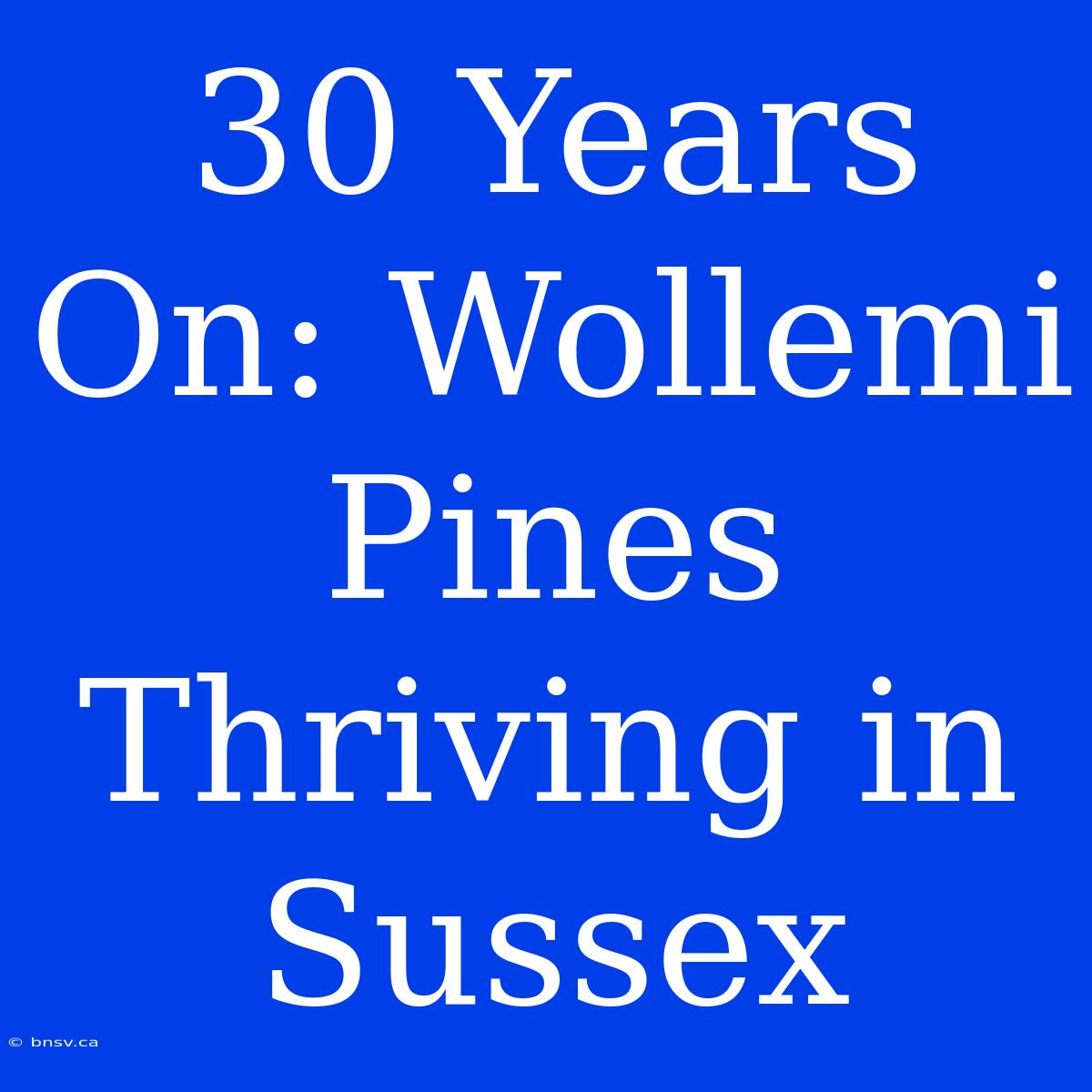 30 Years On: Wollemi Pines Thriving In Sussex