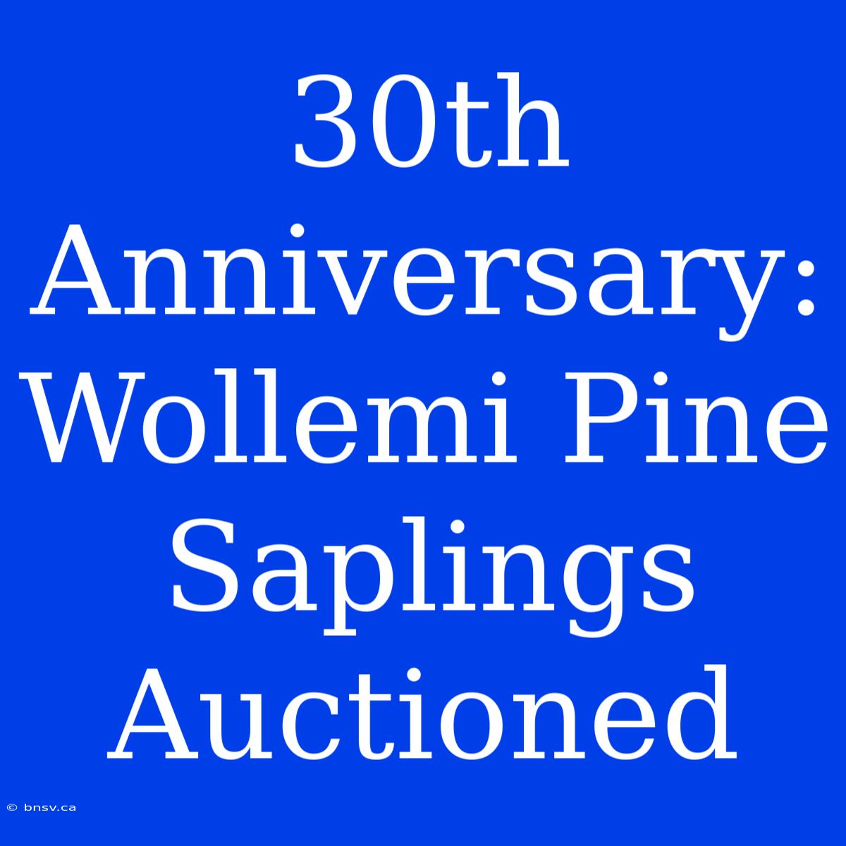 30th Anniversary: Wollemi Pine Saplings Auctioned