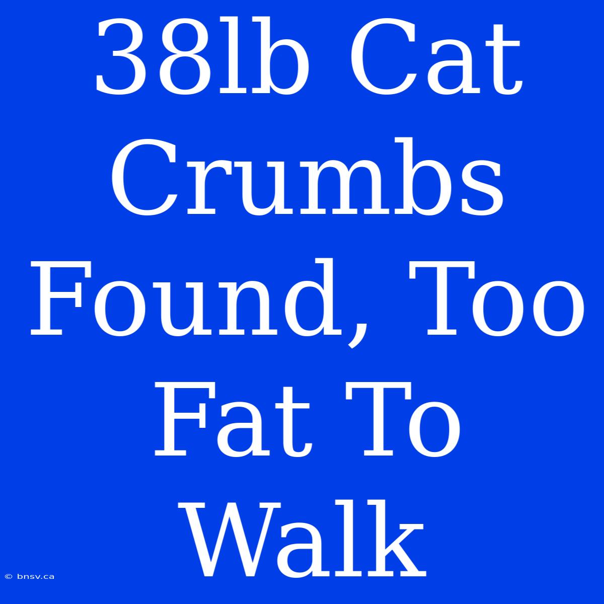 38lb Cat Crumbs Found, Too Fat To Walk