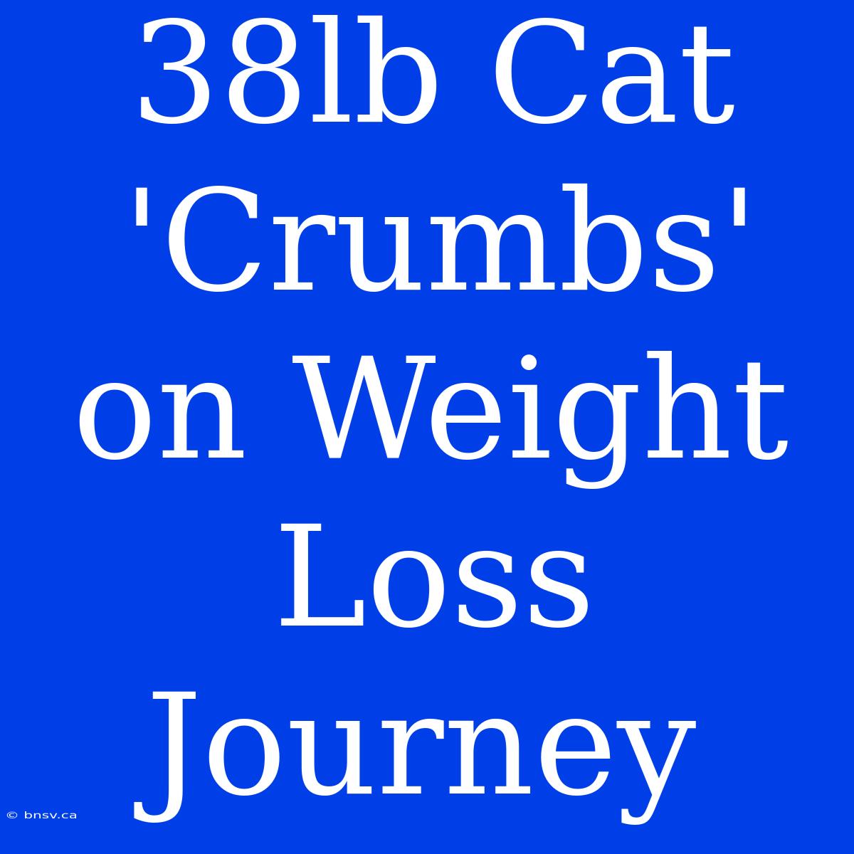 38lb Cat 'Crumbs' On Weight Loss Journey