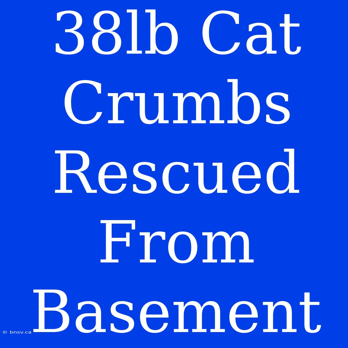 38lb Cat Crumbs Rescued From Basement