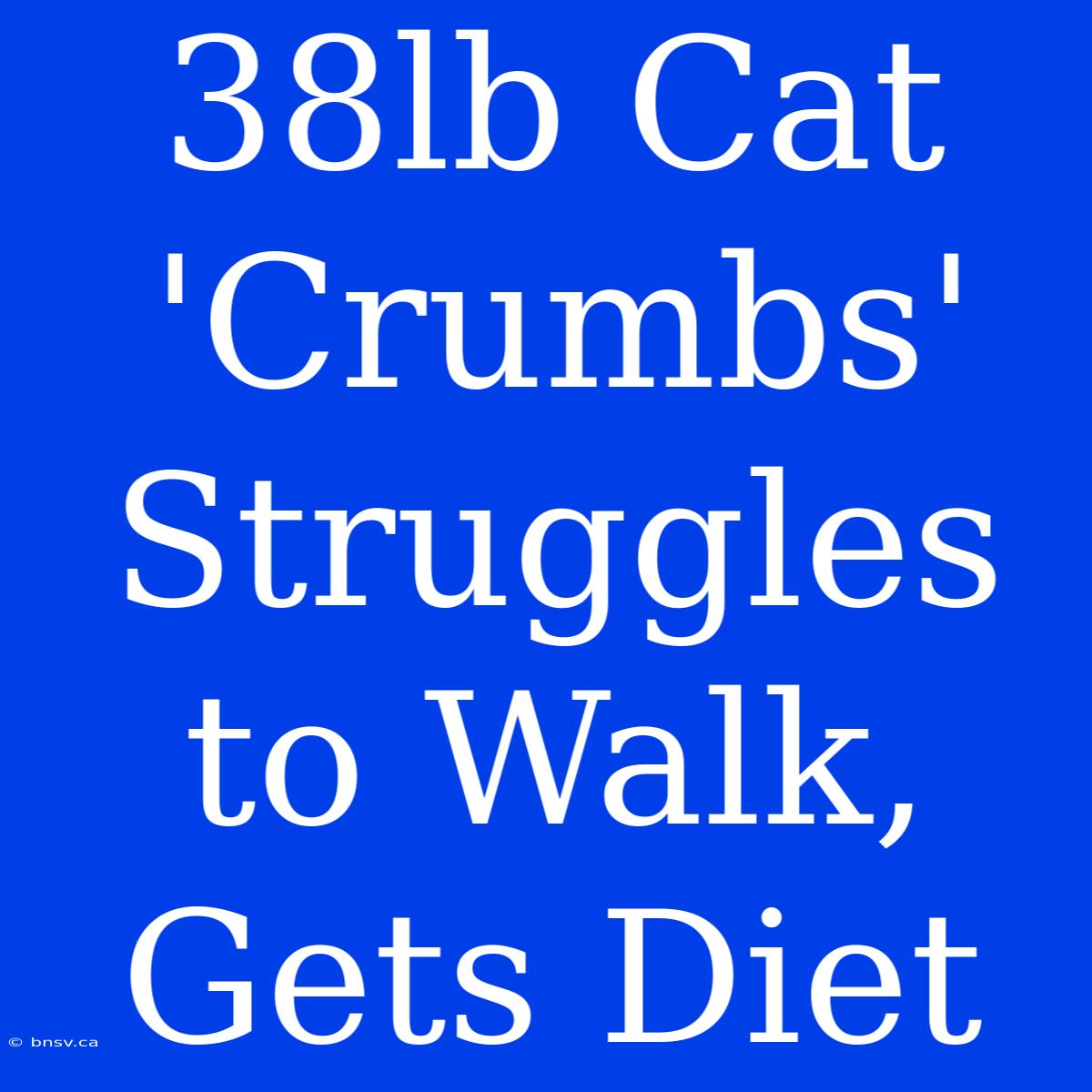 38lb Cat 'Crumbs' Struggles To Walk, Gets Diet