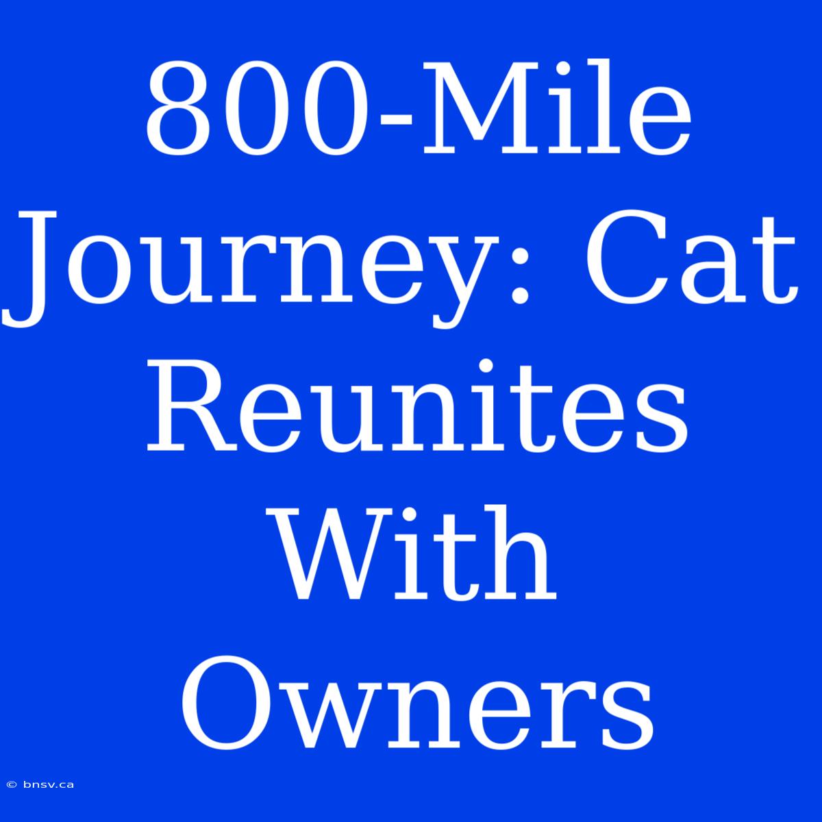 800-Mile Journey: Cat Reunites With Owners