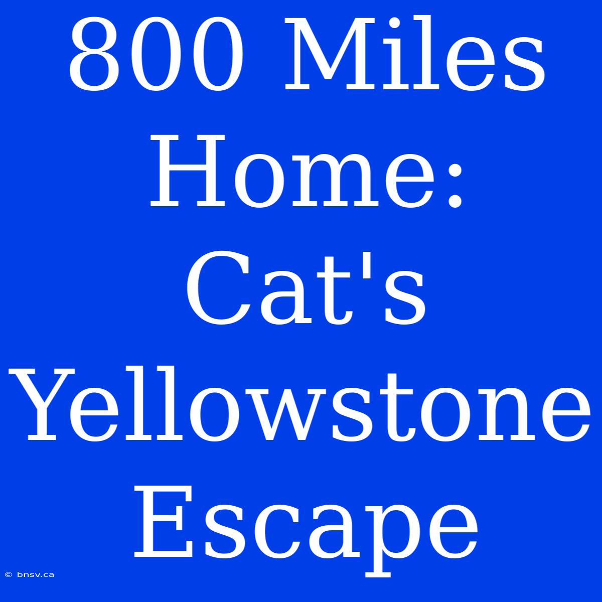 800 Miles Home: Cat's Yellowstone Escape