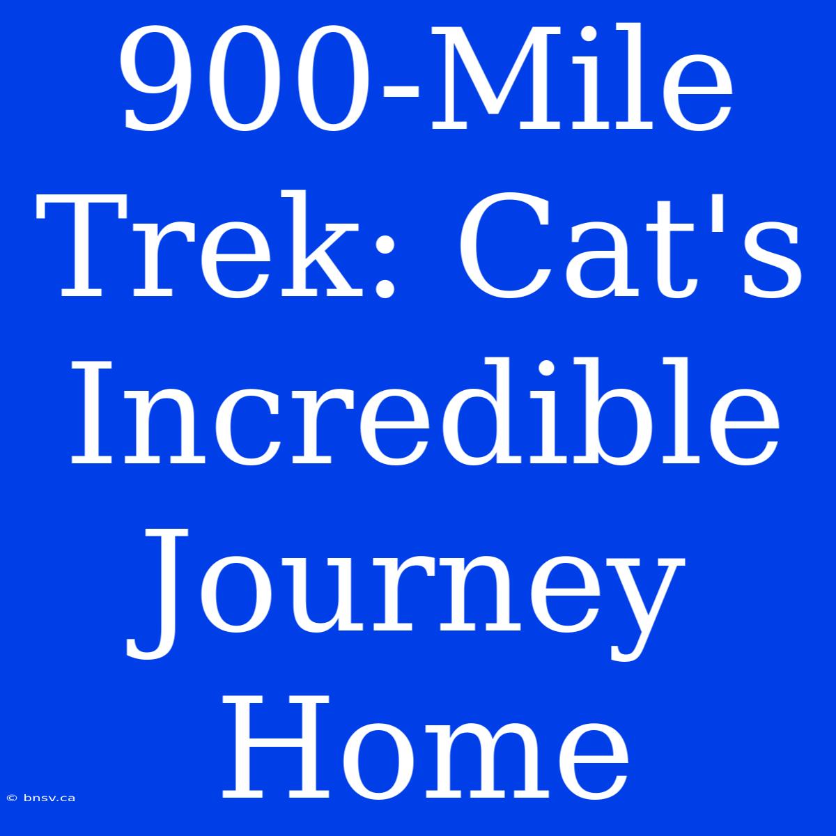 900-Mile Trek: Cat's Incredible Journey Home