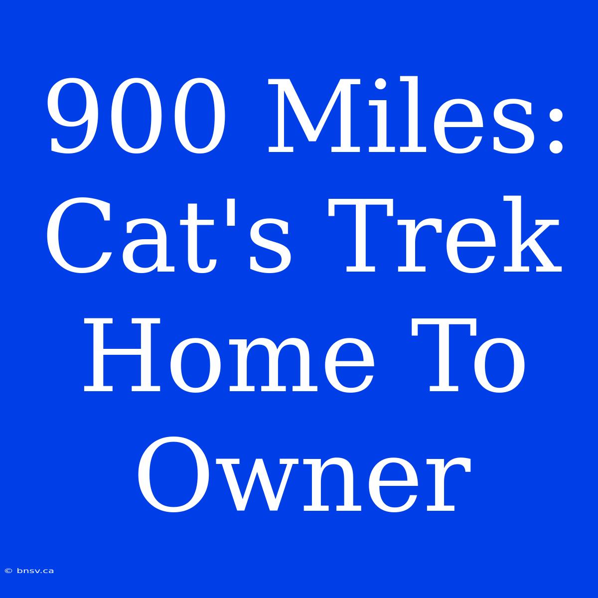 900 Miles: Cat's Trek Home To Owner