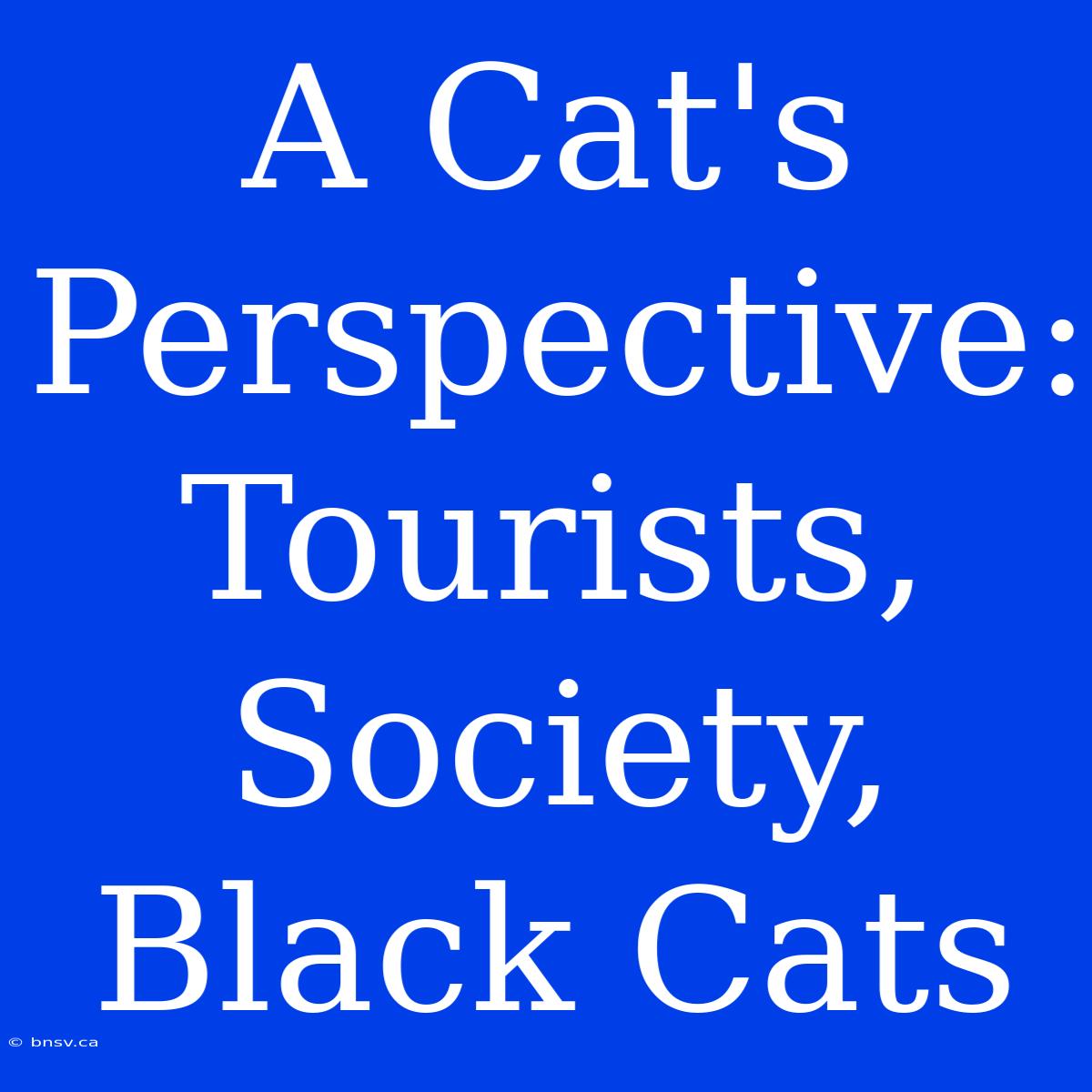 A Cat's Perspective: Tourists, Society, Black Cats