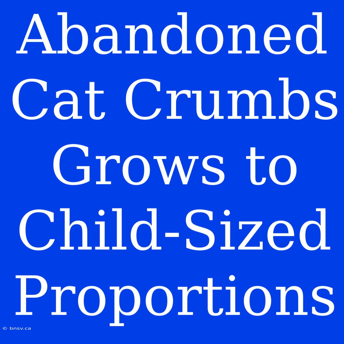 Abandoned Cat Crumbs Grows To Child-Sized Proportions