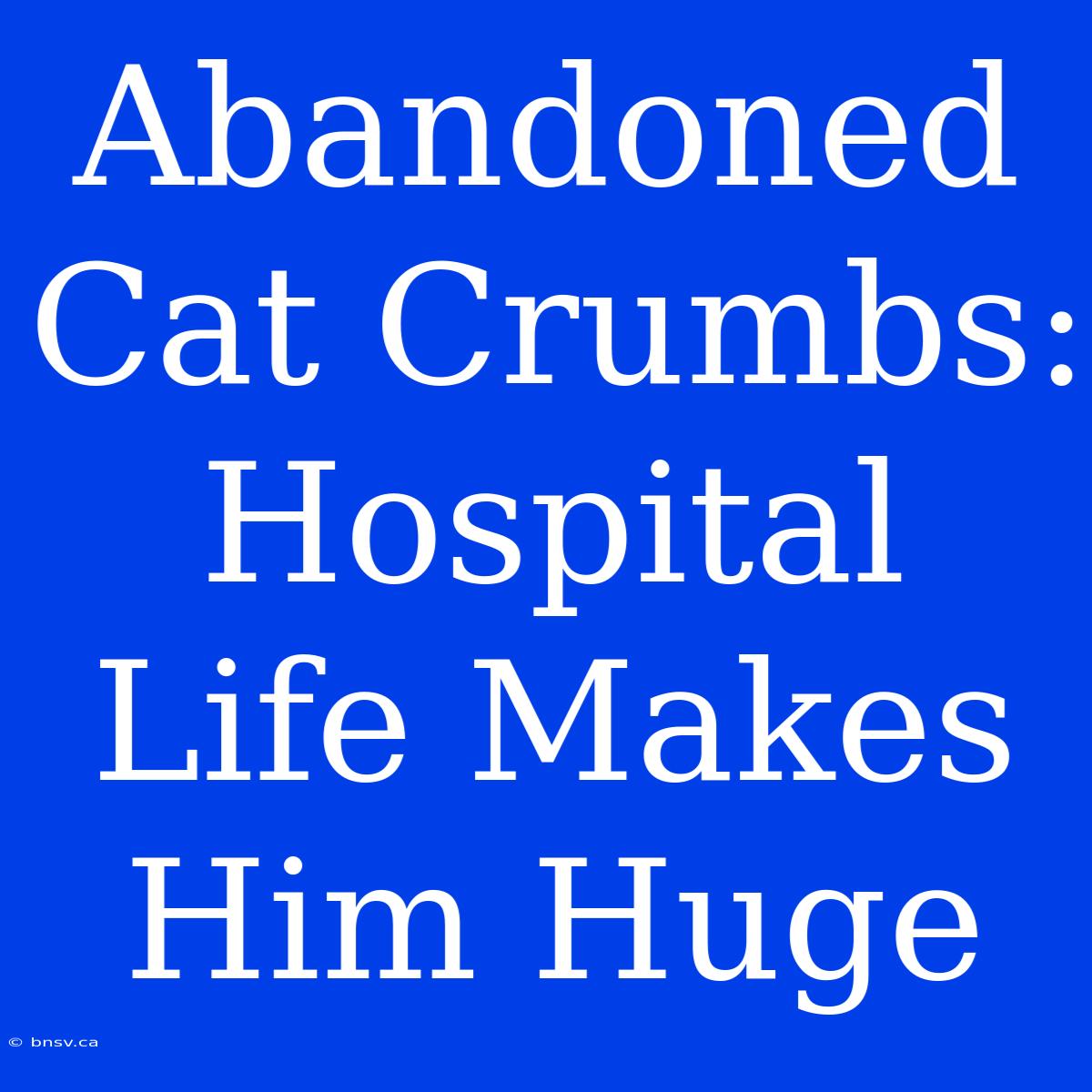 Abandoned Cat Crumbs: Hospital Life Makes Him Huge