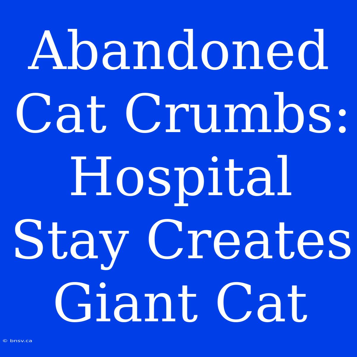 Abandoned Cat Crumbs: Hospital Stay Creates Giant Cat