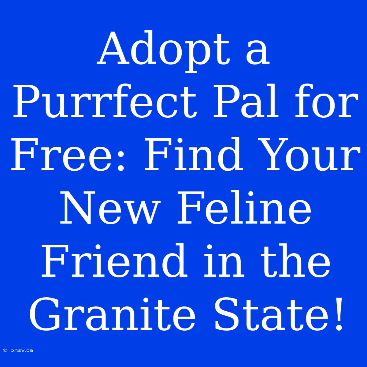 Adopt A Purrfect Pal For Free: Find Your New Feline Friend In The Granite State!