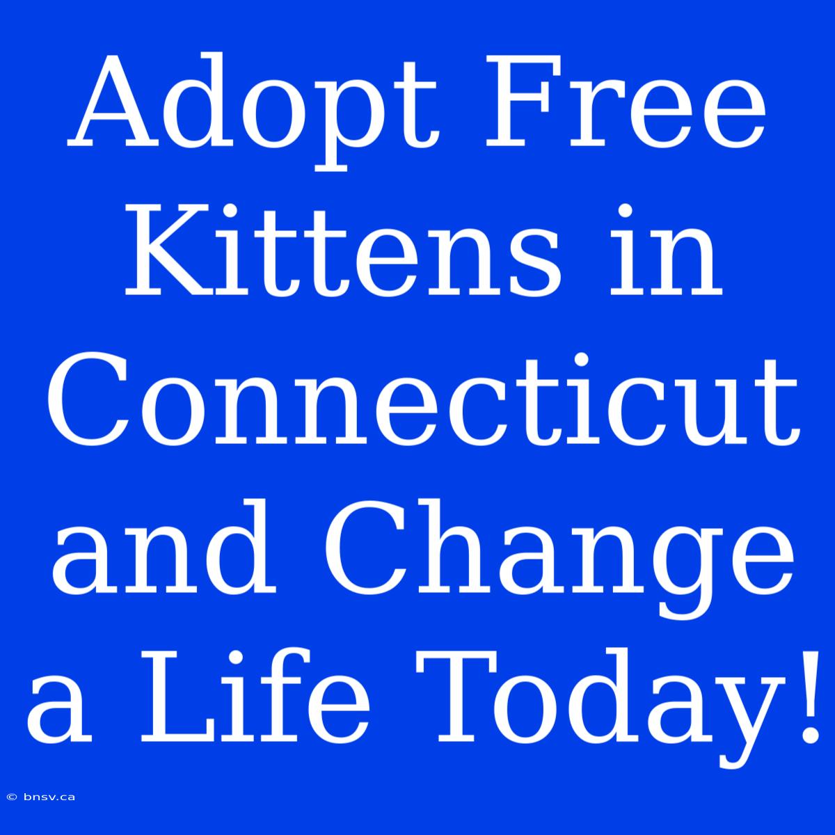 Adopt Free Kittens In Connecticut And Change A Life Today!