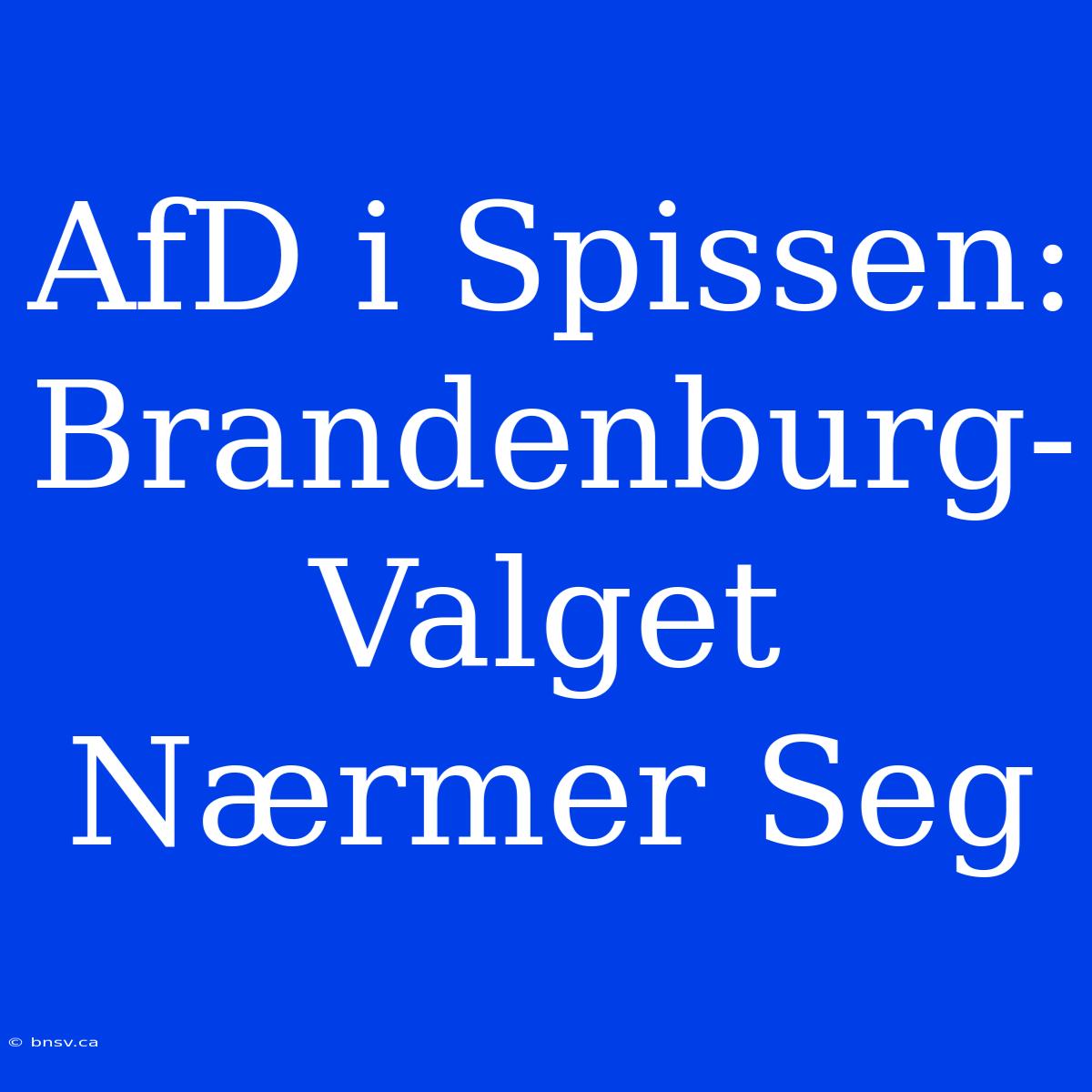 AfD I Spissen: Brandenburg-Valget Nærmer Seg