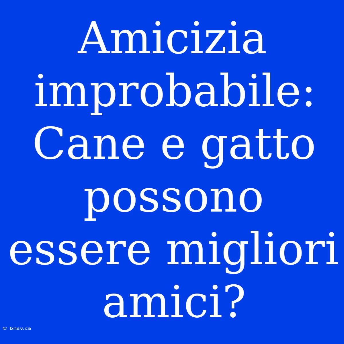 Amicizia Improbabile: Cane E Gatto Possono Essere Migliori Amici?