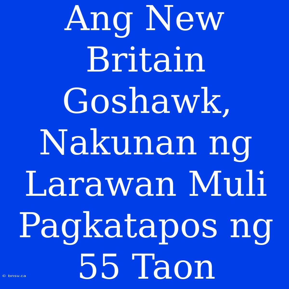 Ang New Britain Goshawk, Nakunan Ng Larawan Muli Pagkatapos Ng 55 Taon