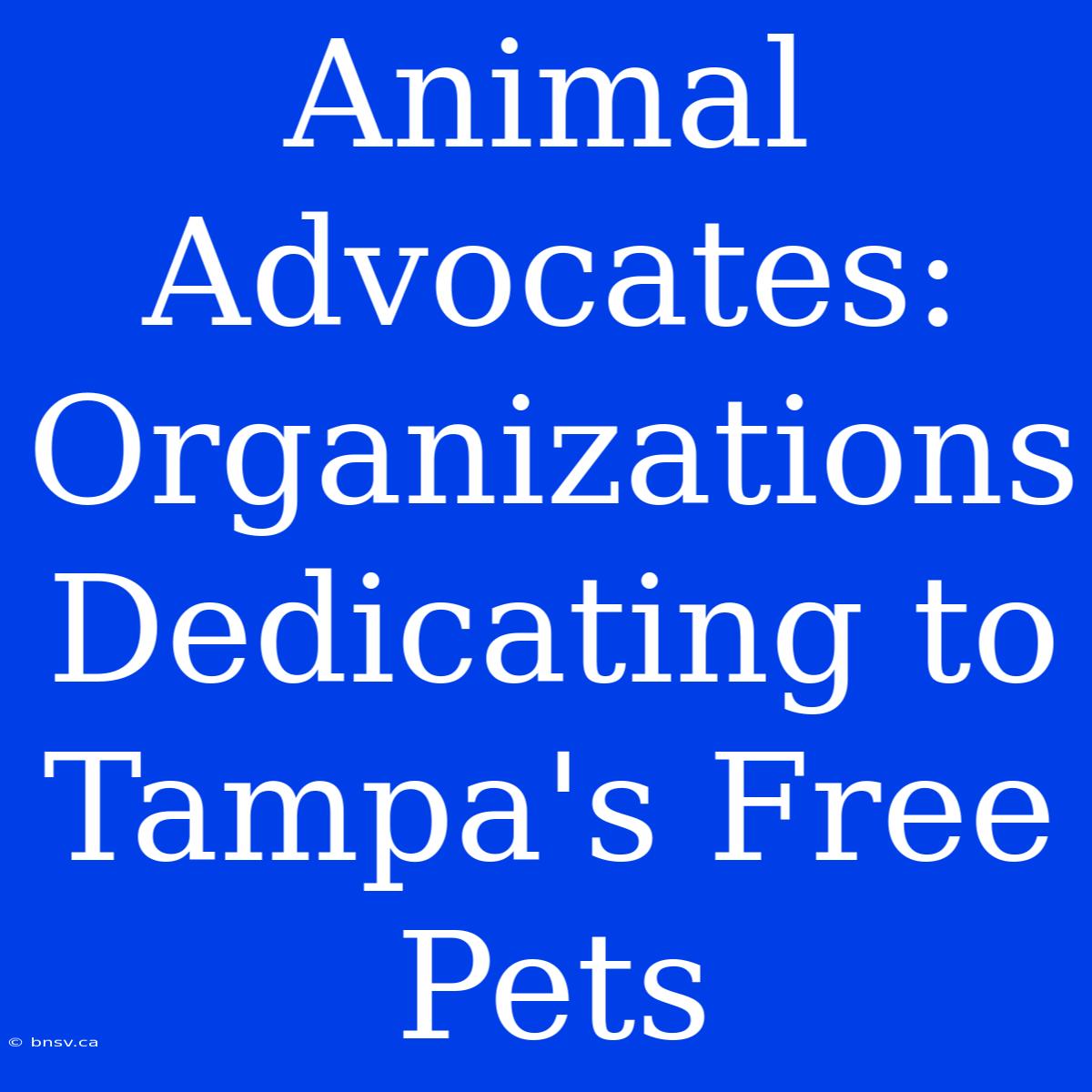 Animal Advocates: Organizations Dedicating To Tampa's Free Pets