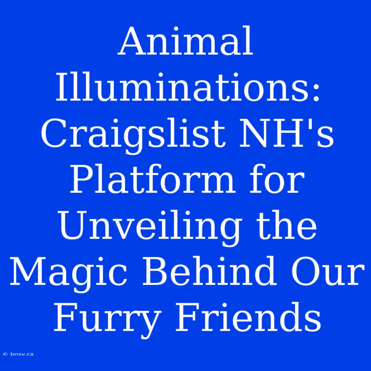 Animal Illuminations: Craigslist NH's Platform For Unveiling The Magic Behind Our Furry Friends