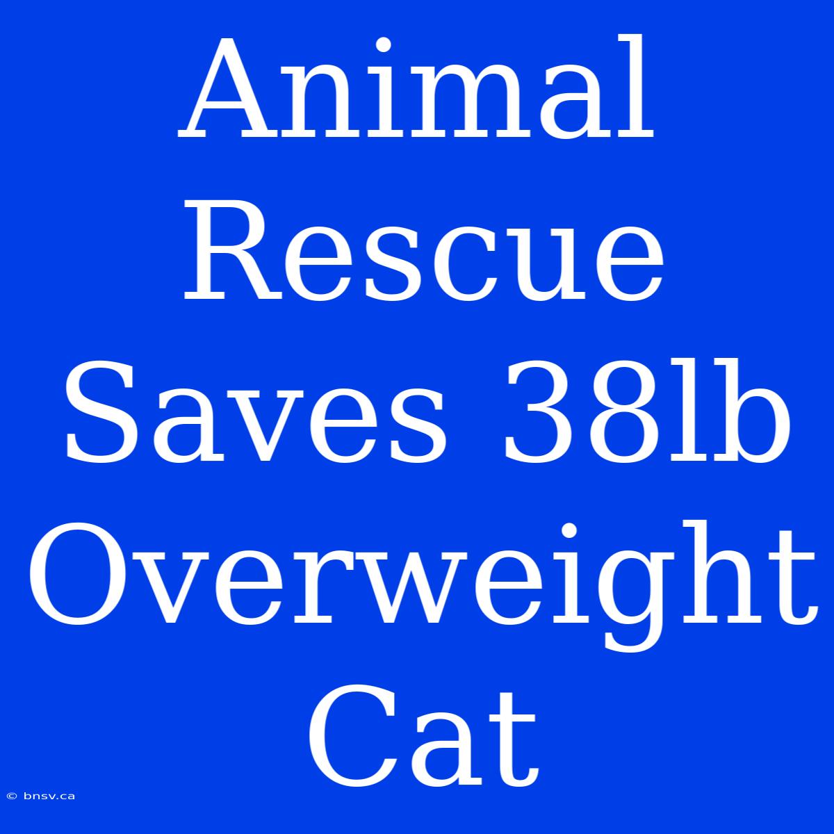 Animal Rescue Saves 38lb Overweight Cat