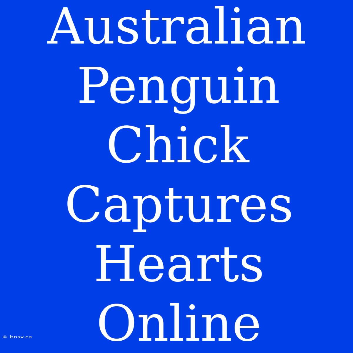 Australian Penguin Chick Captures Hearts Online