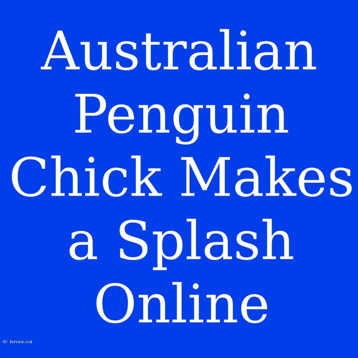 Australian Penguin Chick Makes A Splash Online