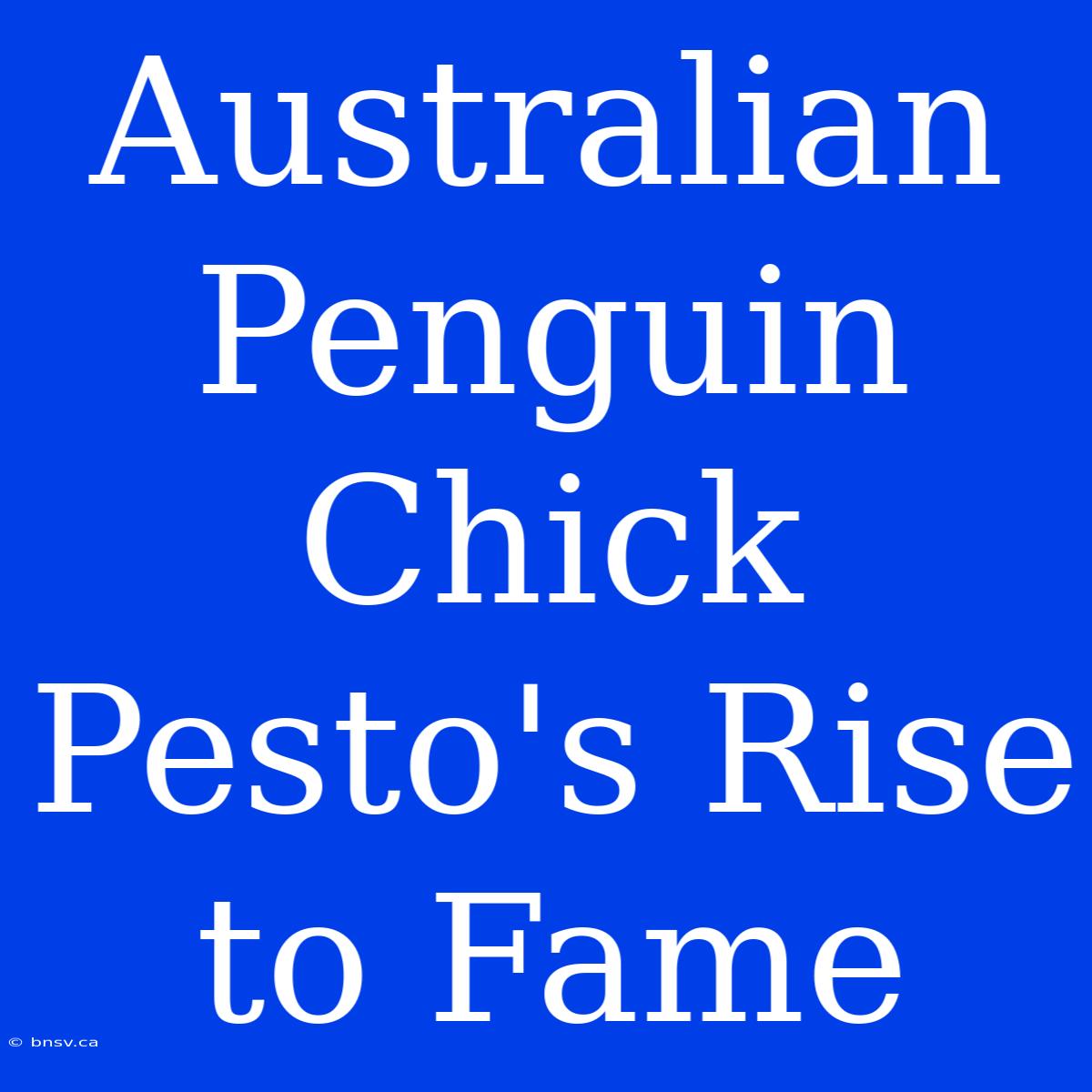 Australian Penguin Chick Pesto's Rise To Fame