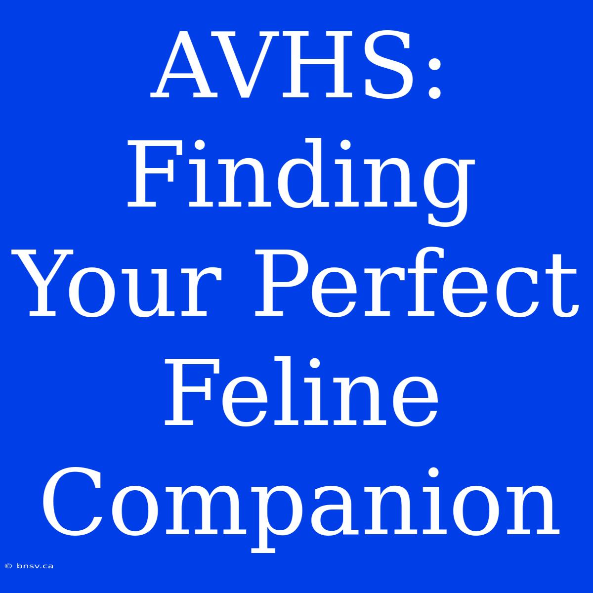 AVHS: Finding Your Perfect Feline Companion