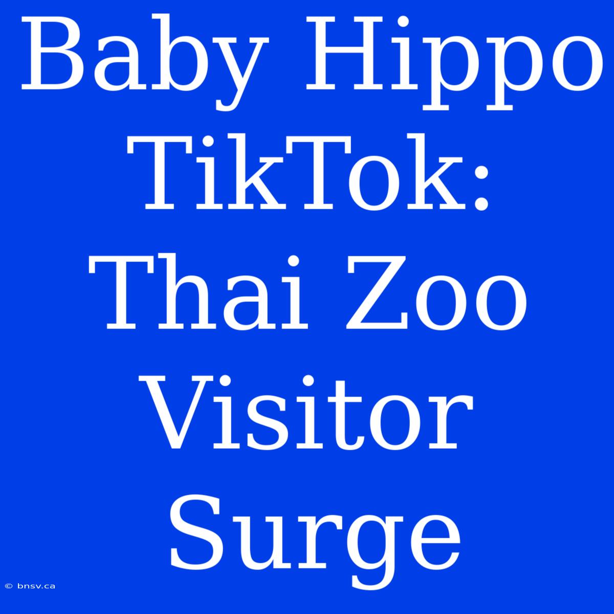 Baby Hippo TikTok: Thai Zoo Visitor Surge