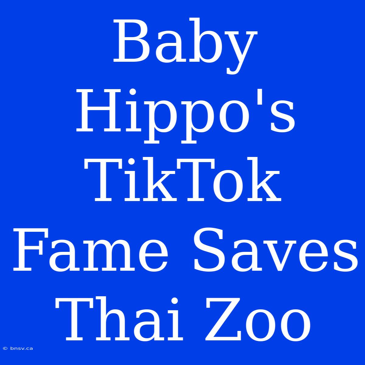 Baby Hippo's TikTok Fame Saves Thai Zoo