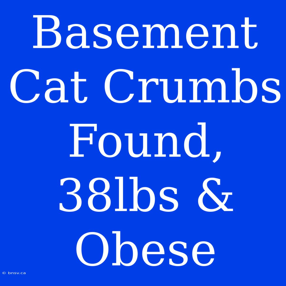 Basement Cat Crumbs Found, 38lbs & Obese