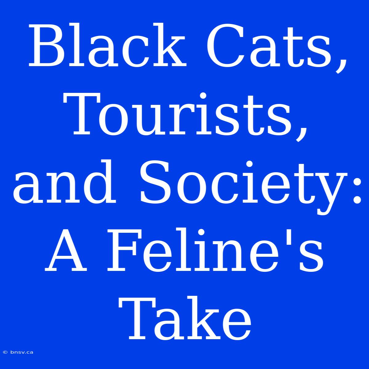 Black Cats, Tourists, And Society: A Feline's Take