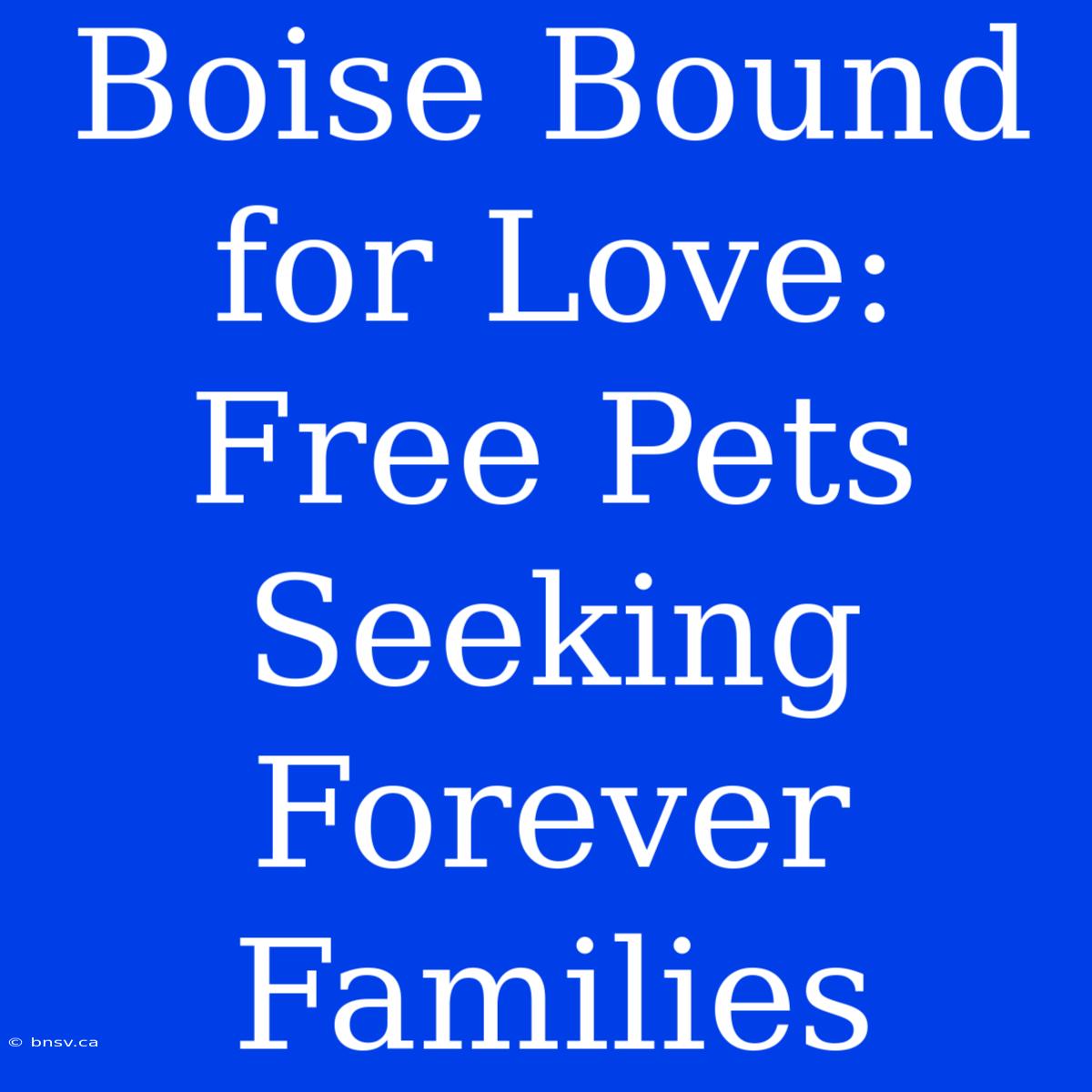 Boise Bound For Love: Free Pets Seeking Forever Families