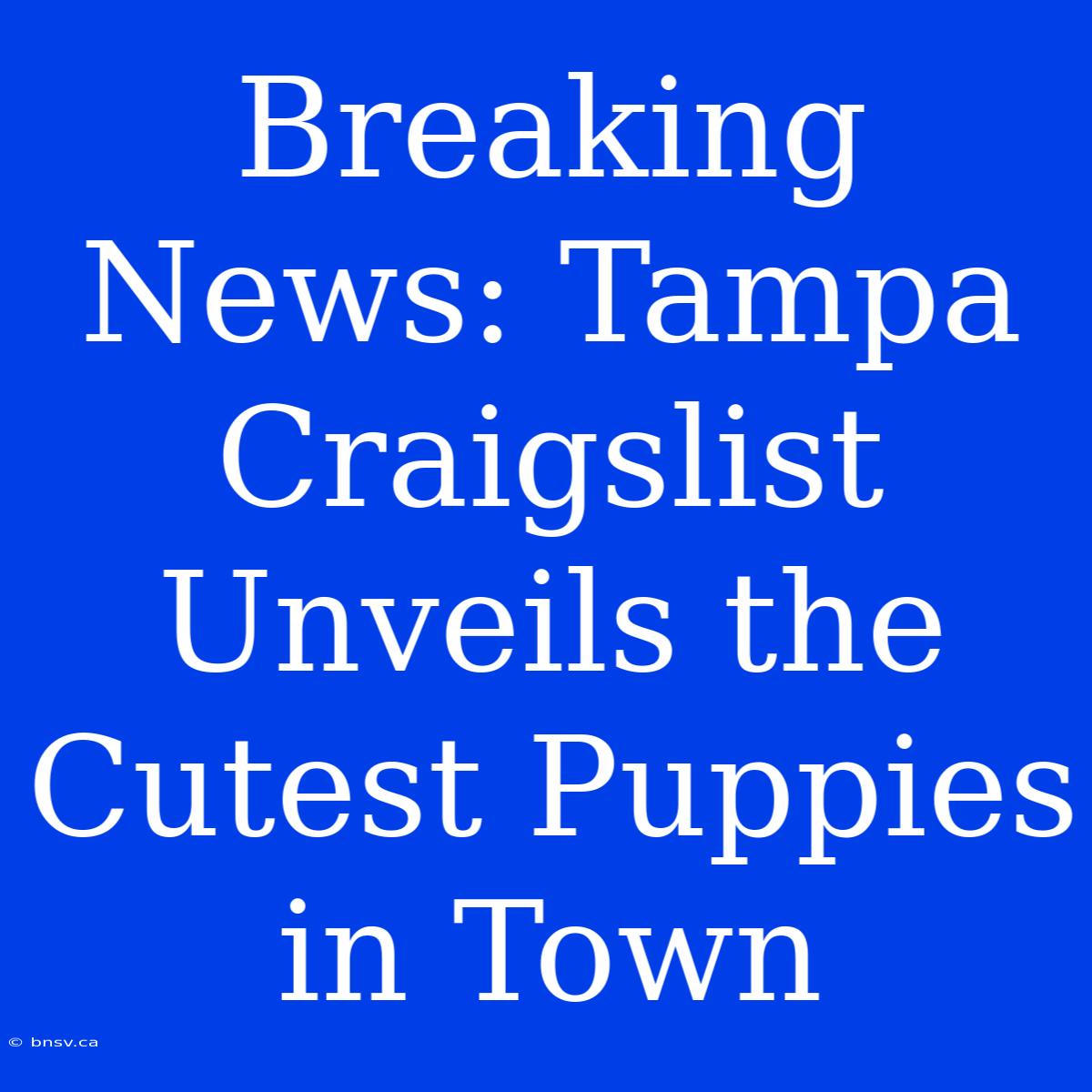 Breaking News: Tampa Craigslist Unveils The Cutest Puppies In Town