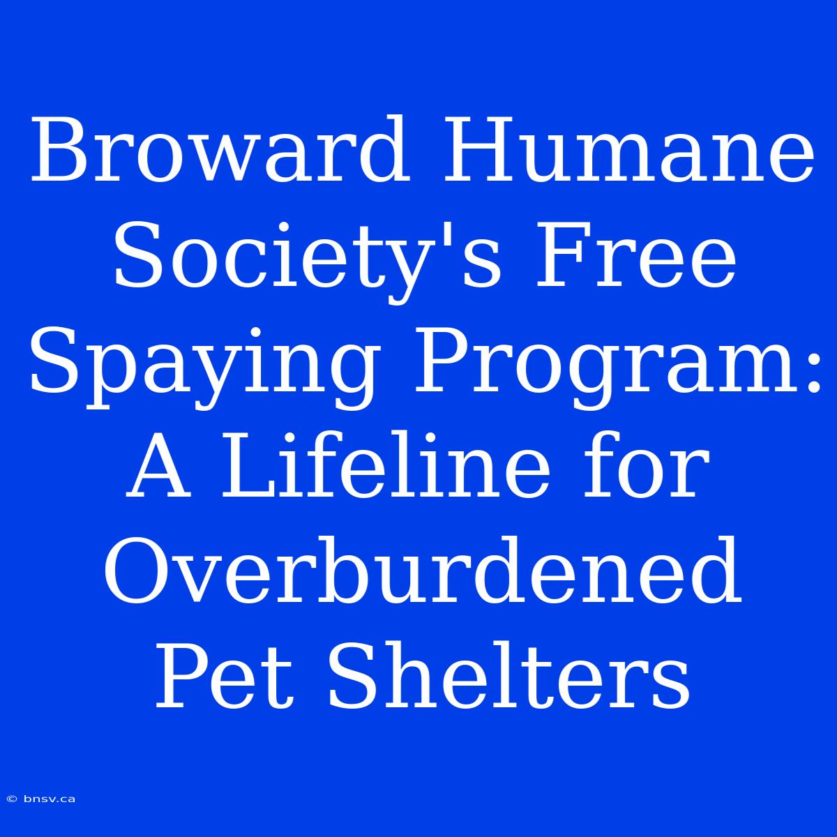 Broward Humane Society's Free Spaying Program: A Lifeline For Overburdened Pet Shelters