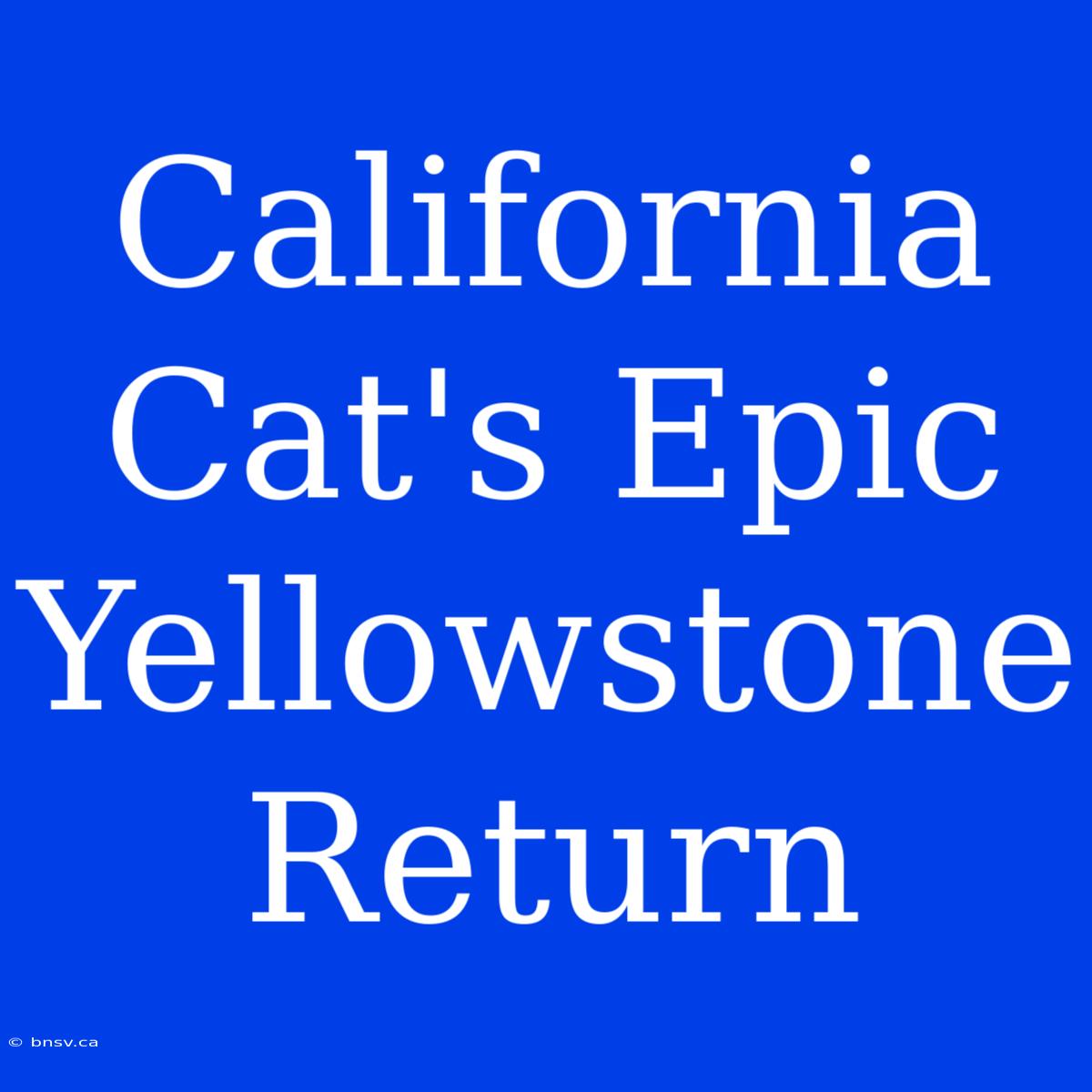 California Cat's Epic Yellowstone Return