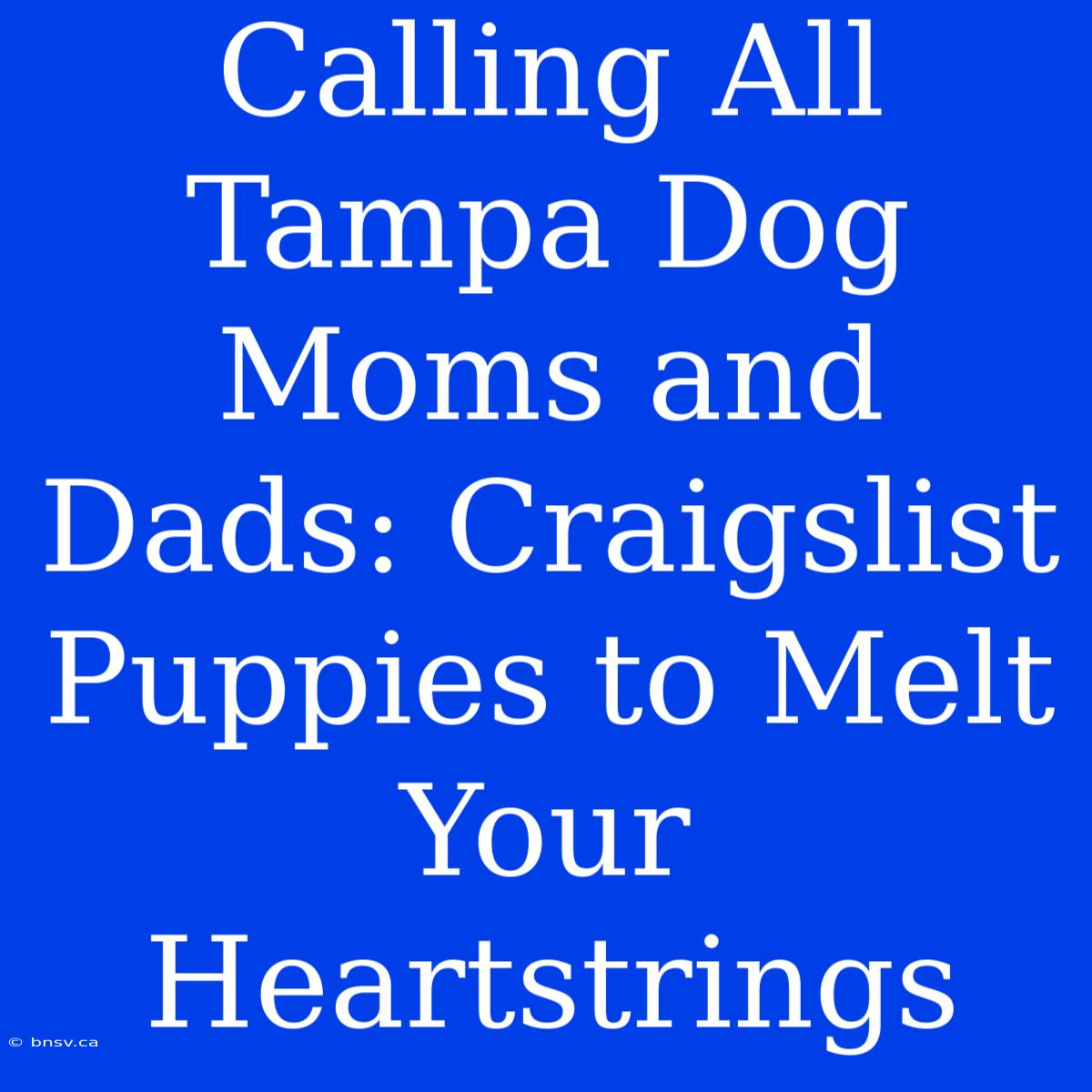 Calling All Tampa Dog Moms And Dads: Craigslist Puppies To Melt Your Heartstrings