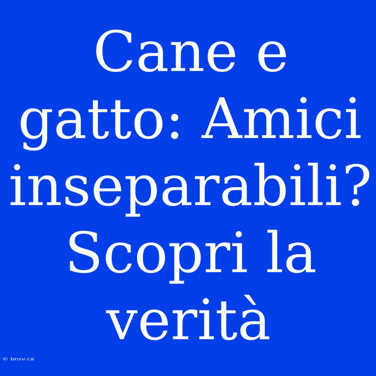 Cane E Gatto: Amici Inseparabili? Scopri La Verità