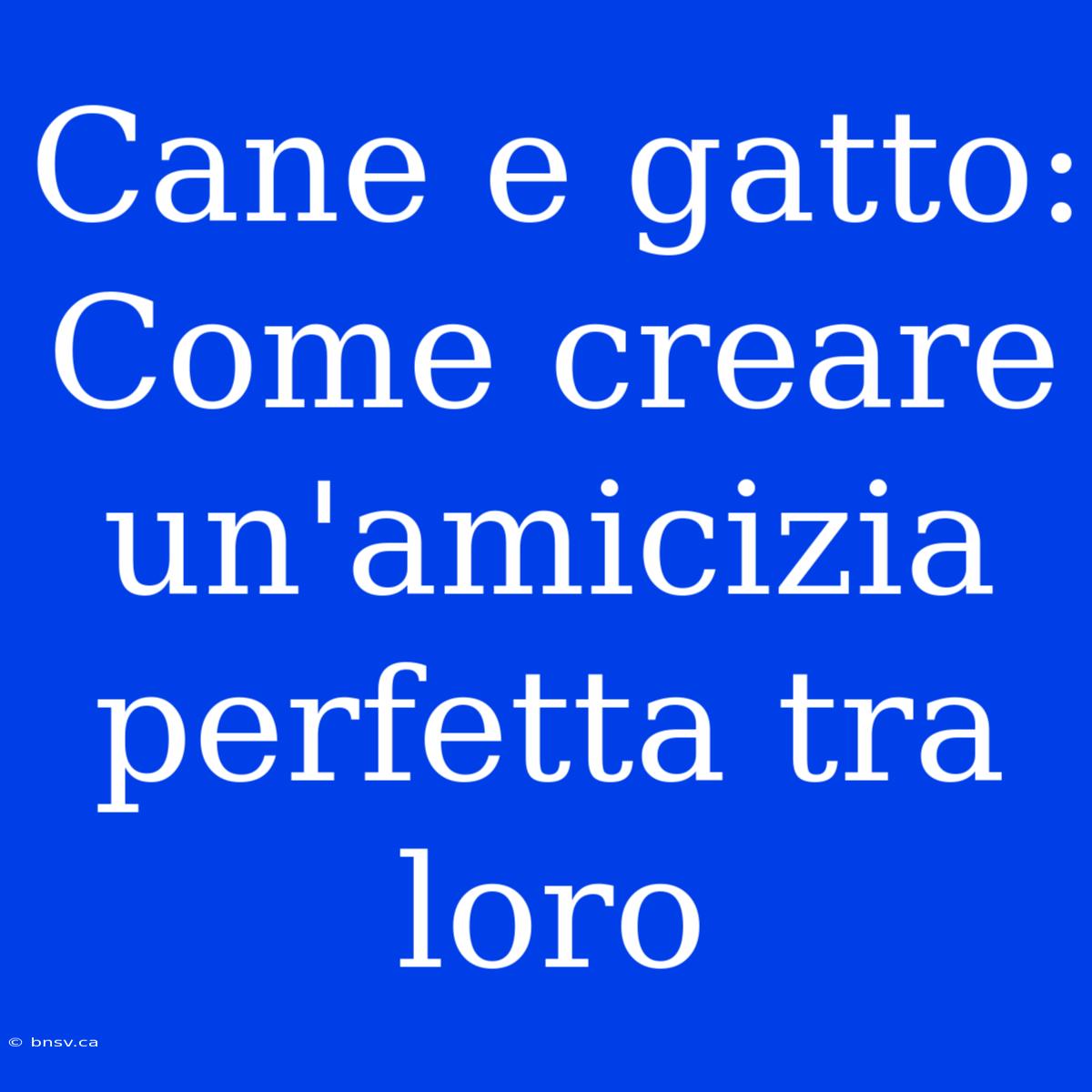 Cane E Gatto: Come Creare Un'amicizia Perfetta Tra Loro