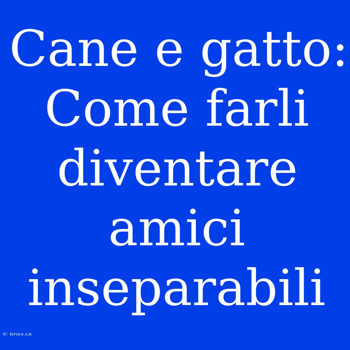 Cane E Gatto: Come Farli Diventare Amici Inseparabili