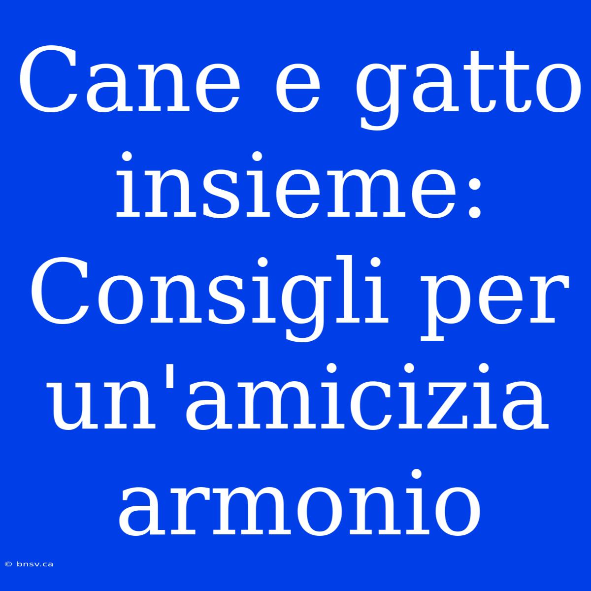 Cane E Gatto Insieme: Consigli Per Un'amicizia Armonio