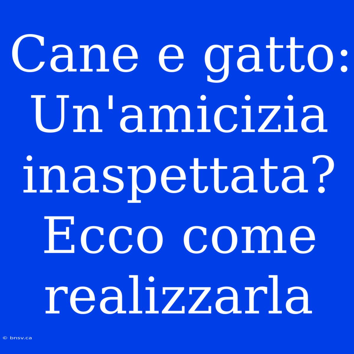 Cane E Gatto: Un'amicizia Inaspettata? Ecco Come Realizzarla