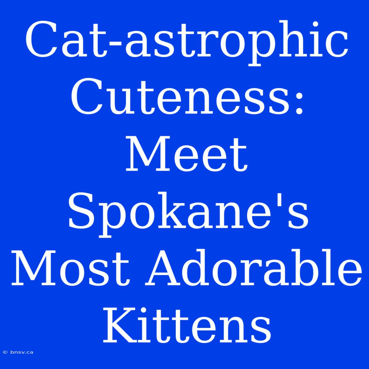 Cat-astrophic Cuteness: Meet Spokane's Most Adorable Kittens