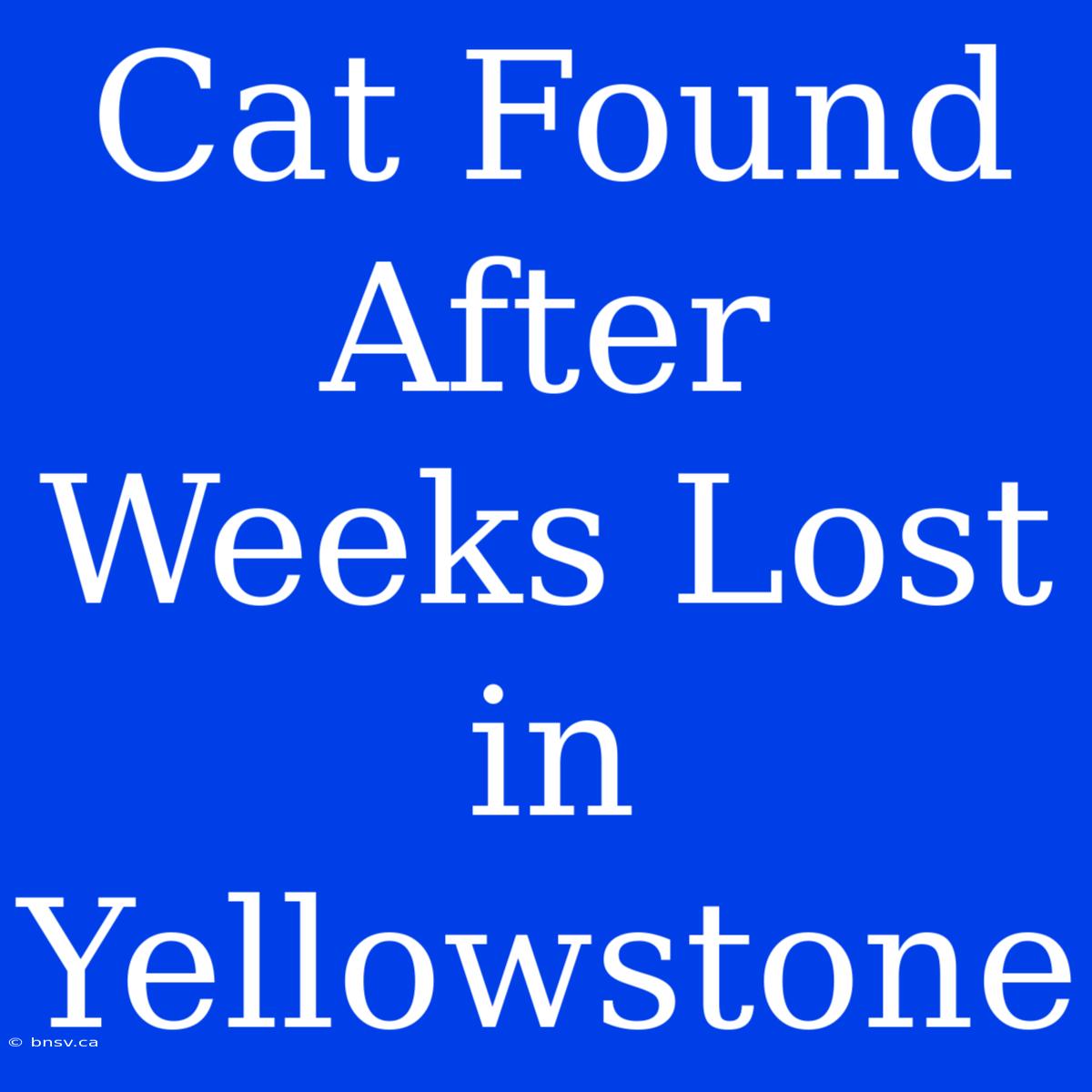 Cat Found After Weeks Lost In Yellowstone