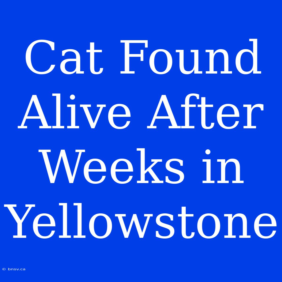 Cat Found Alive After Weeks In Yellowstone