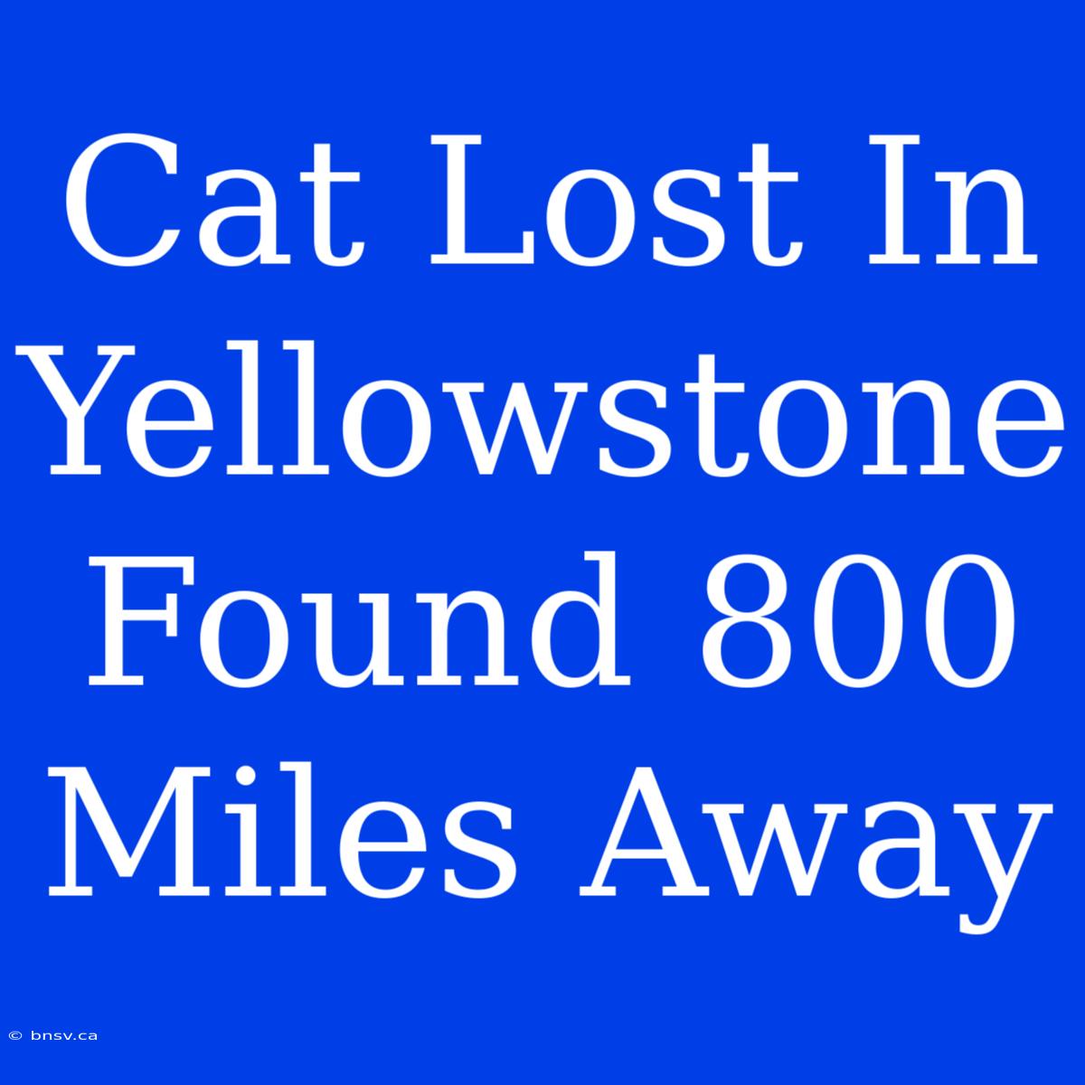 Cat Lost In Yellowstone Found 800 Miles Away