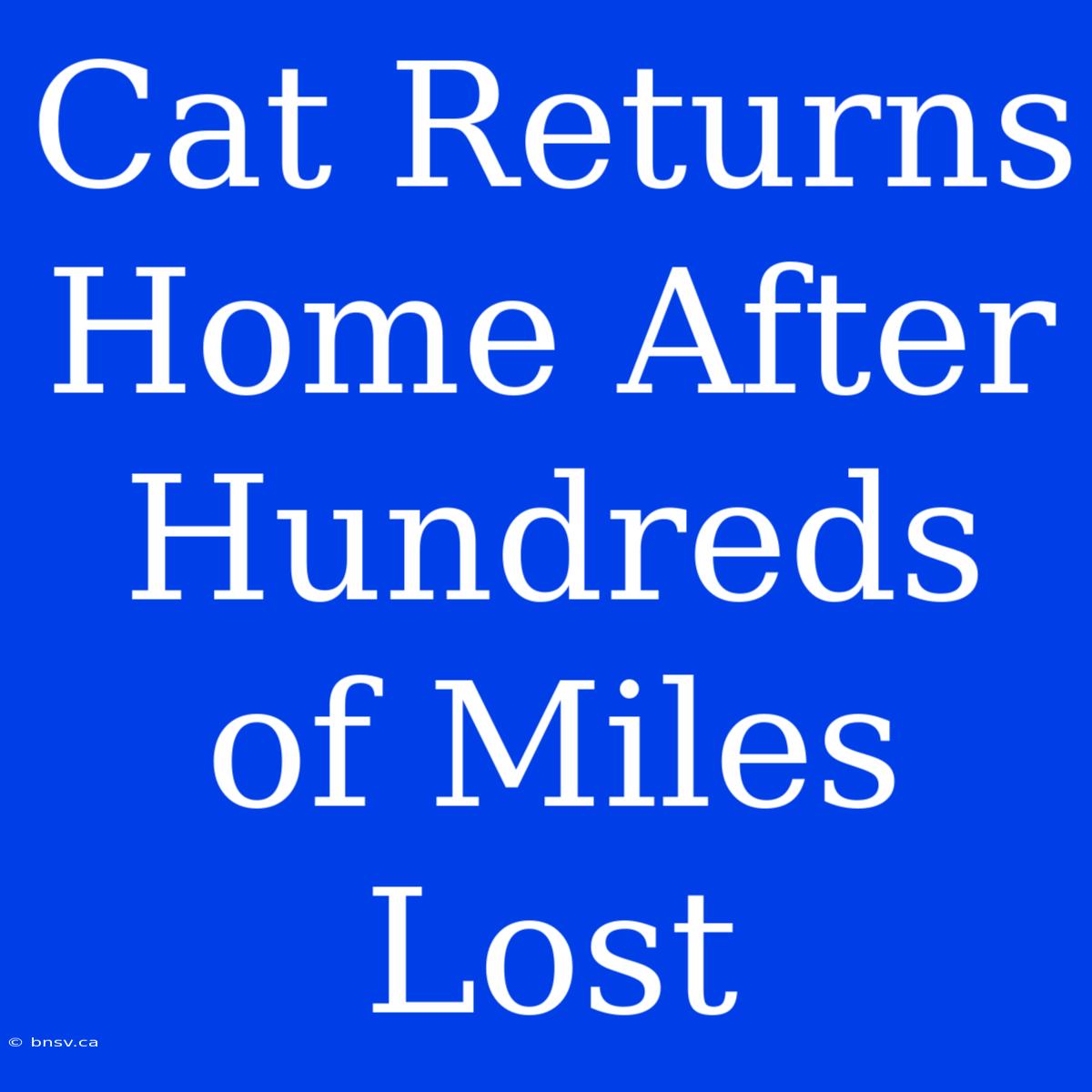 Cat Returns Home After Hundreds Of Miles Lost