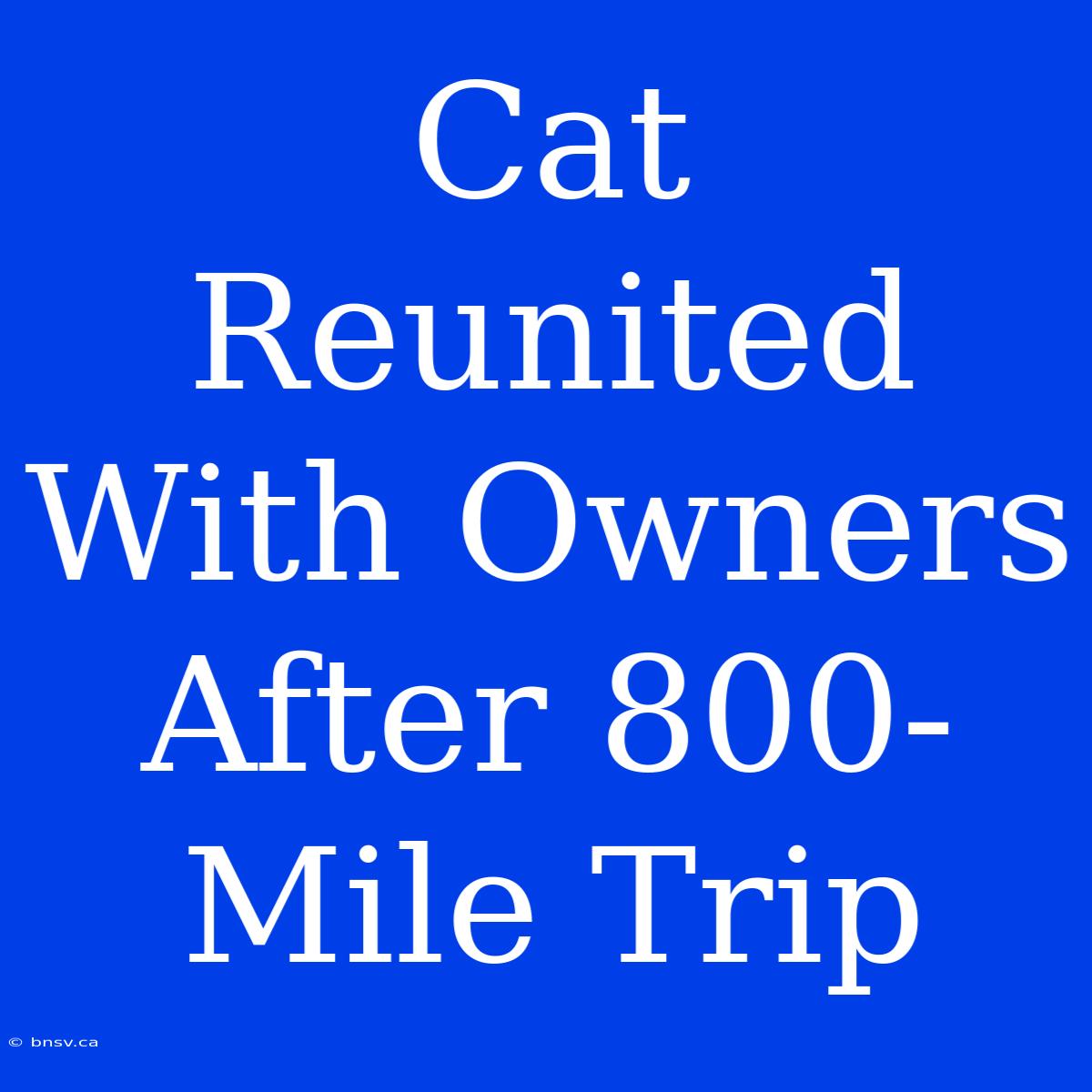 Cat Reunited With Owners After 800-Mile Trip