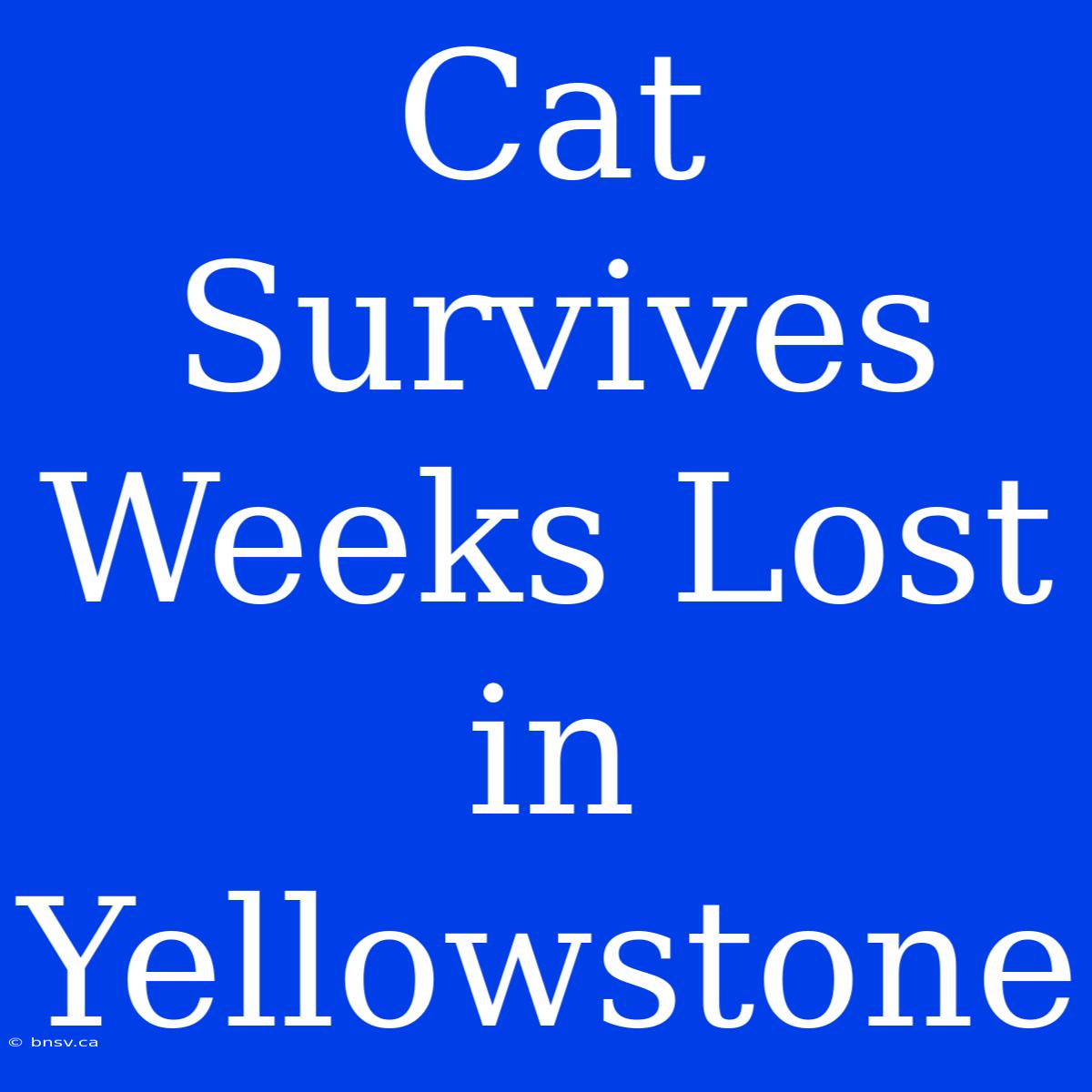 Cat Survives Weeks Lost In Yellowstone